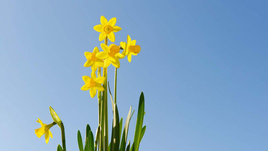 What Makes Daffodil VA Different?
