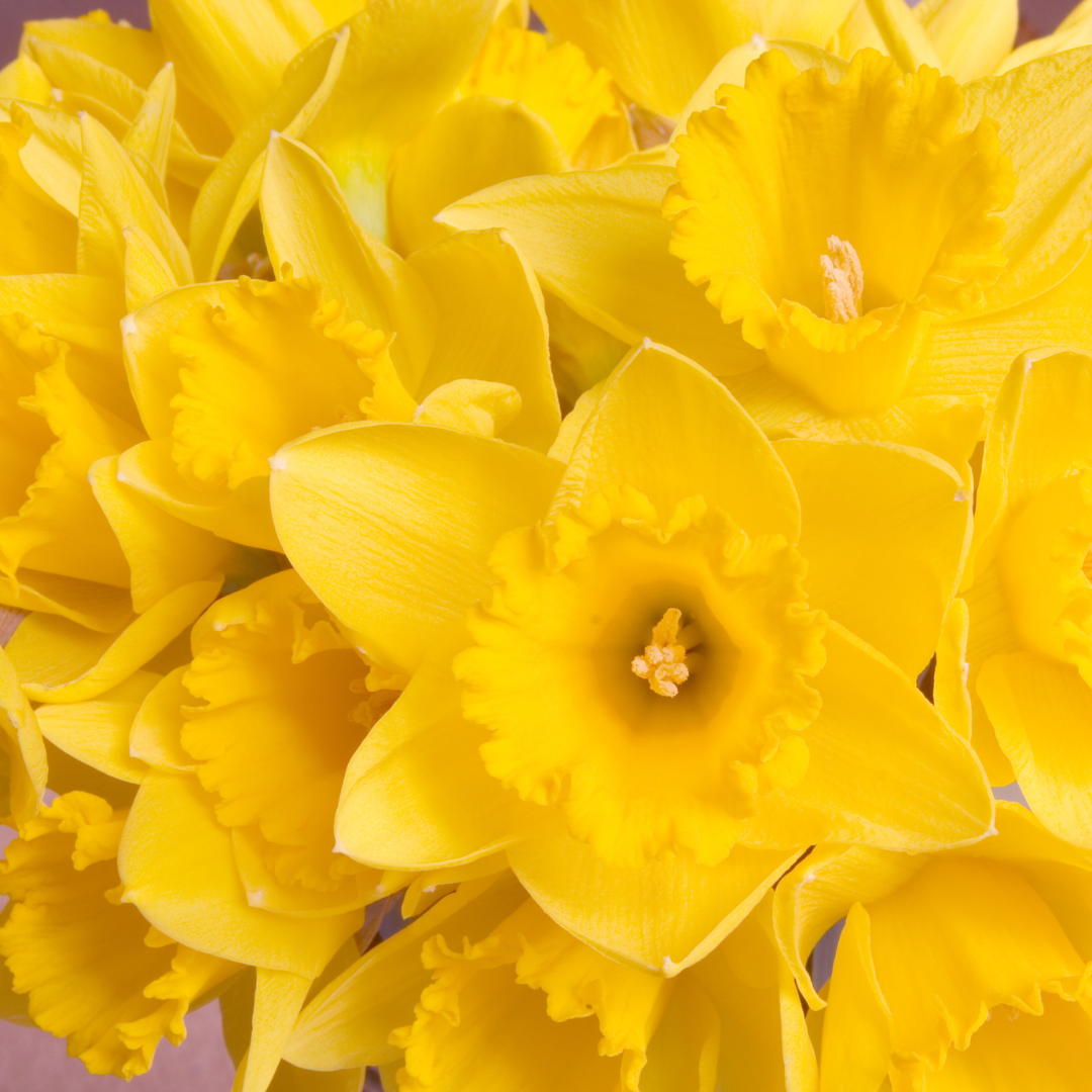 Golden Bloom Package - 40 hours per month